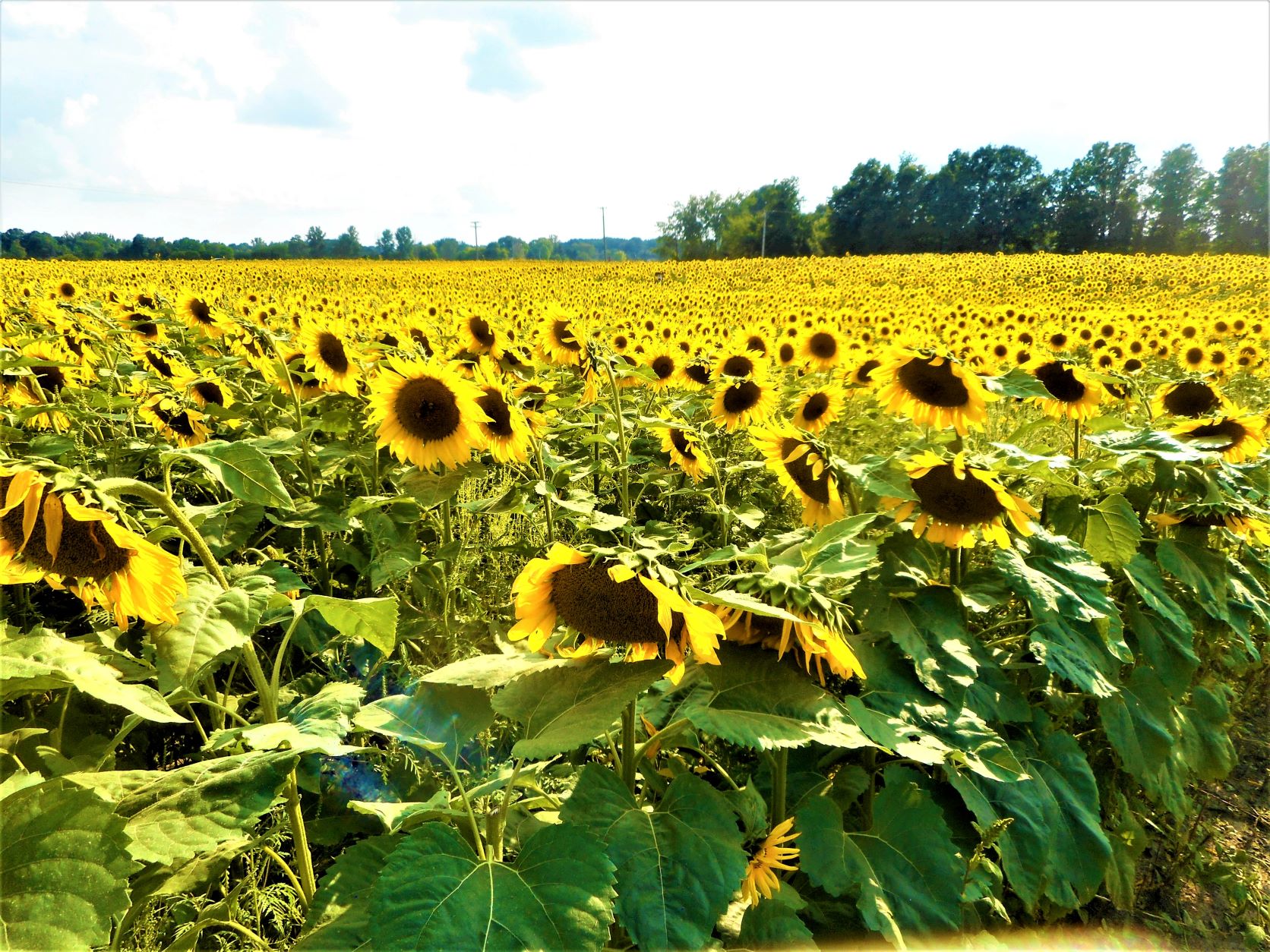 Visiting a Sunflower Farm TO CRISTY'S BLOG